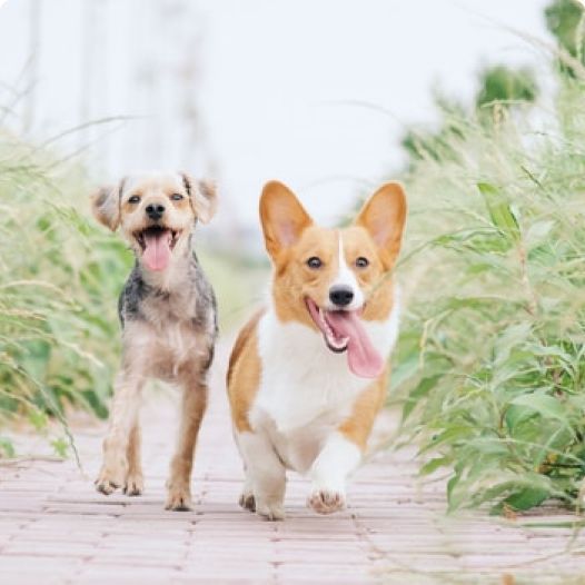 PET SUPPLIES
